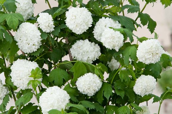 Pflanze mit weißen Blüten